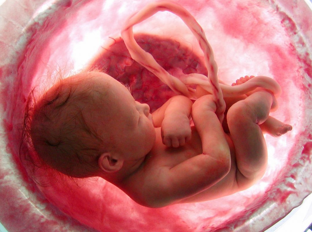 نتيجة بحث الصور عن مراحل تكون الجنين