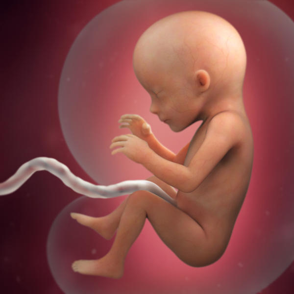 مراحل تكوين الجنين